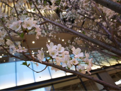 春と、光と、桜とテラス 2017