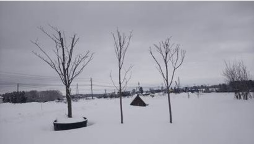 北広島農場の日常-北海道の厳しい冬に耐える桜たち