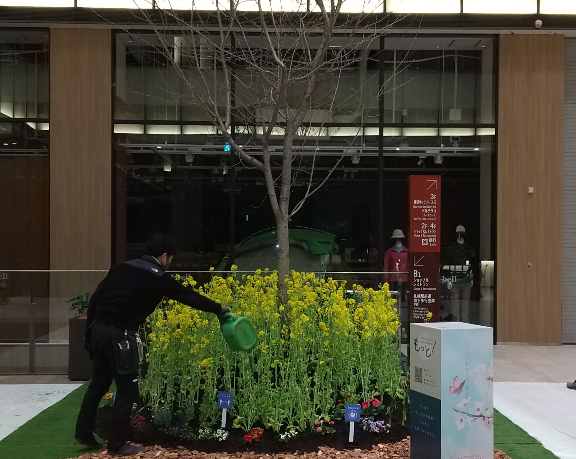 花卉農場からの掘り出し - ほんものの桜と菜の花なので