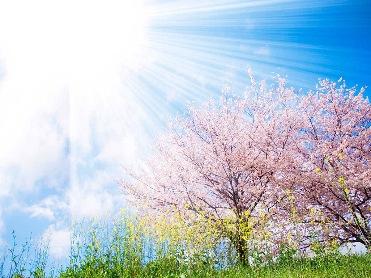 「春と、光と、桜とテラス2022」の特設ページをオープンしました！